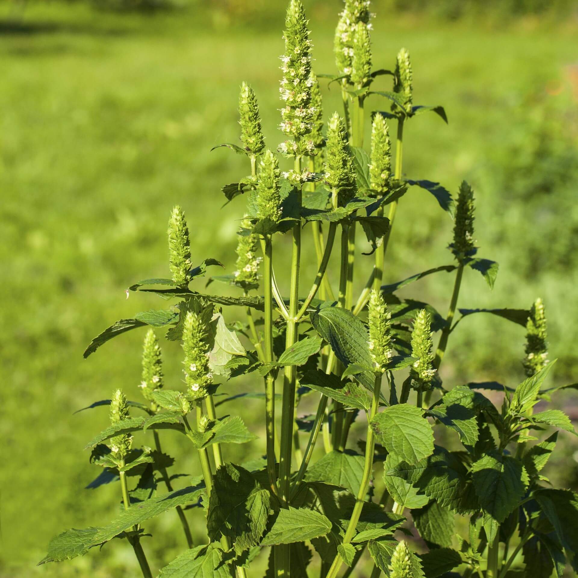 Katzenminzeähnliche Duftnessel (Agastache nepetoides)