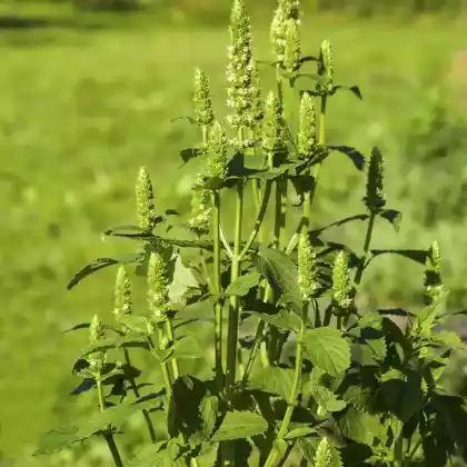 Foto von Katzenminzeähnliche Duftnessel (Agastache nepetoides)