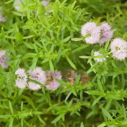 Foto von Hirschminze (Mentha cervina)