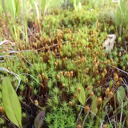 Foto von Goldenes Frauenhaarmoos (Polytrichum commune)