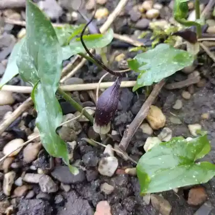 Foto von Mäuseschwänzchen (Arisarum proboscideum)