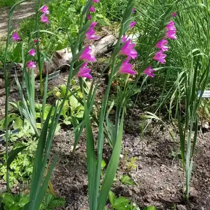 Foto von Byzantinische Siegwurz (Gladiolus communis ssp. byzantinus)