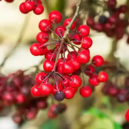 Foto von Himalaya-Baummispel (Cotoneaster frigidus)