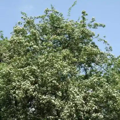 Foto von Großkelchiger Weißdorn (Crataegus rhipidophylla)