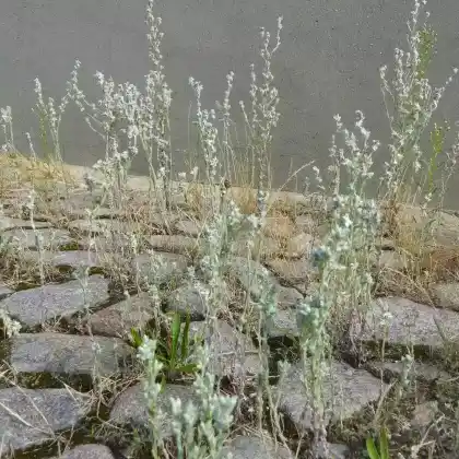 Foto von  Acker-Filzkraut (Filago arvensis)