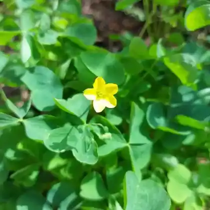 Foto von Aufrechte Sauerklee (Oxalis stricta)