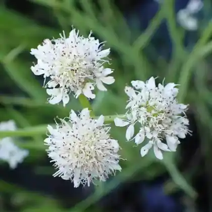 Foto von  Röhriger Wasserfenchel (Oenanthe fistulosa)