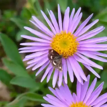 Foto von Alpen-Berufkraut (Erigeron alpinus)