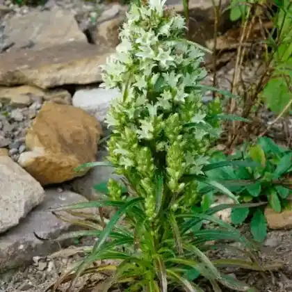 Foto von Strauß-Glockenblume (Campanula thyrsoides)
