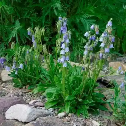 Foto von Bärtige Glockenblume (Campanula barbata)