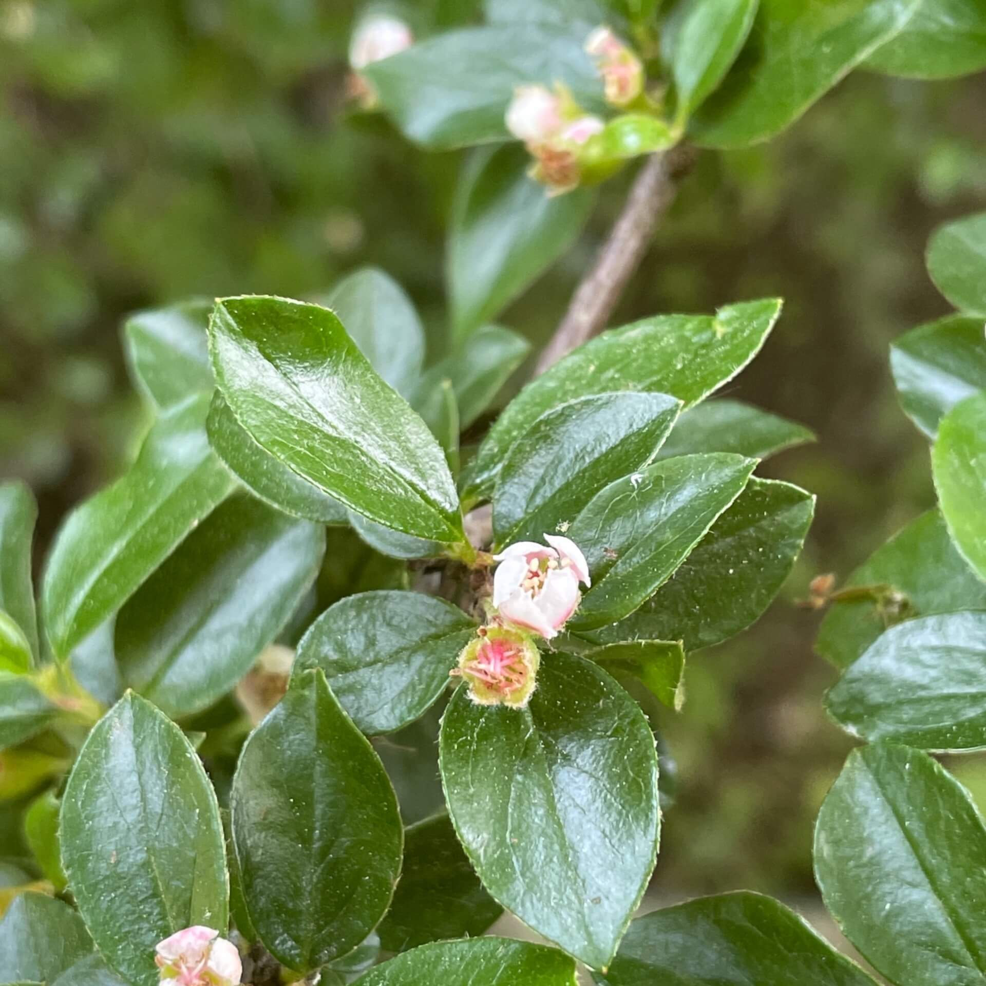 Fächer-Zwergmispel (Cotoneaster horizontalis)