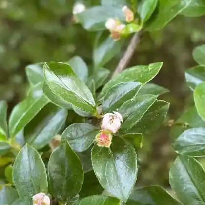 Foto von Fächer-Zwergmispel (Cotoneaster horizontalis)