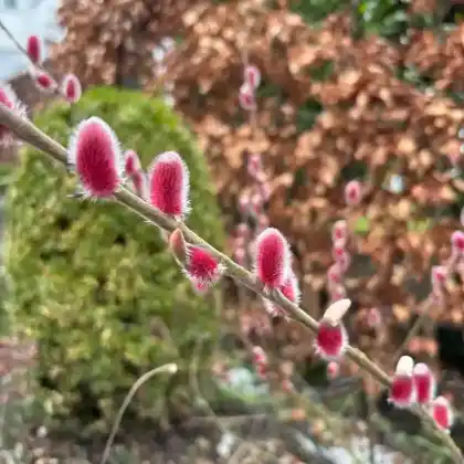 Foto von Rosa Riesen-Salweide 'Mount Aso' (Salix gracilistyla 'Mount Aso')