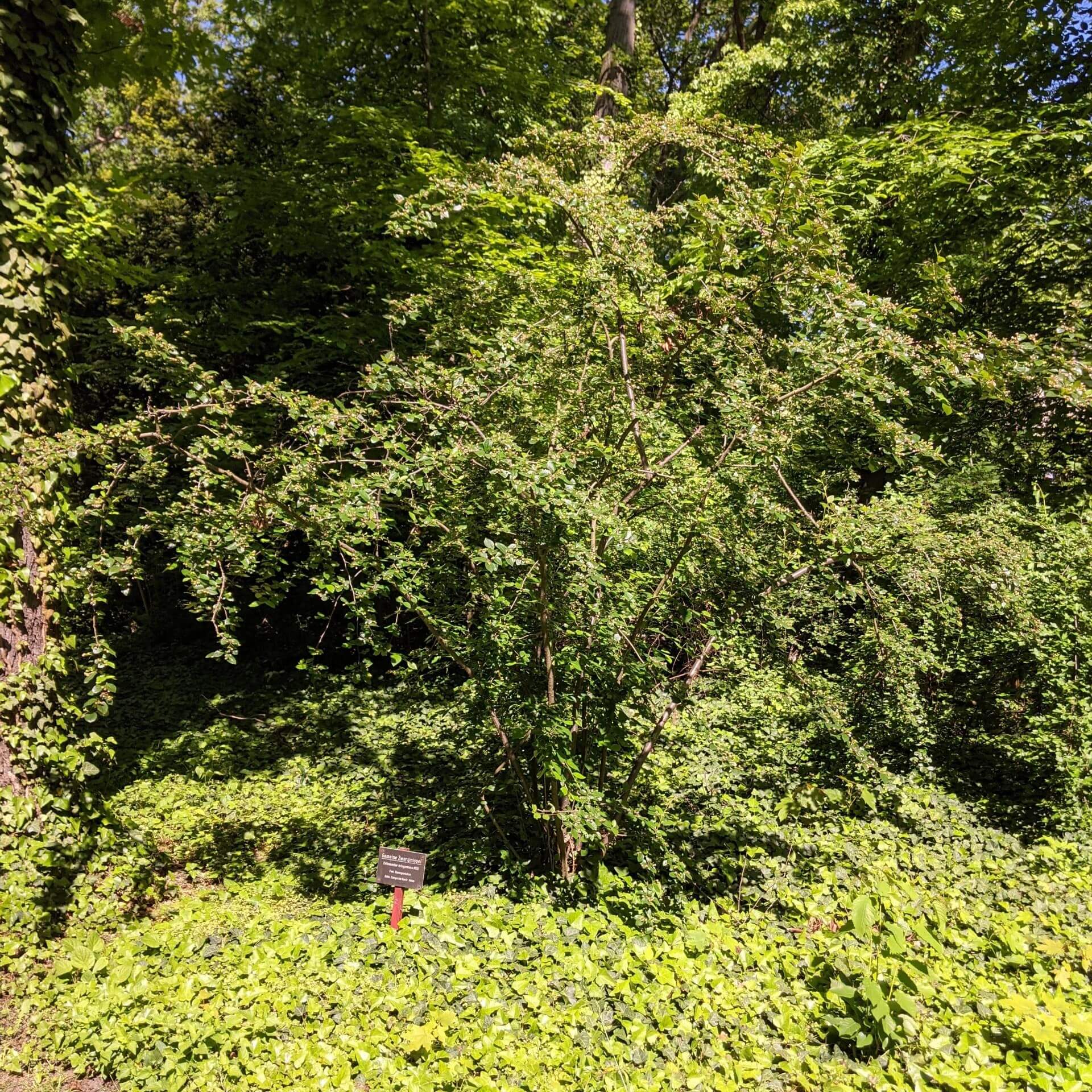 Gewöhnliche Zwergmispel (Cotoneaster integerrimus)