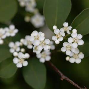Cotoneaster multiflorus