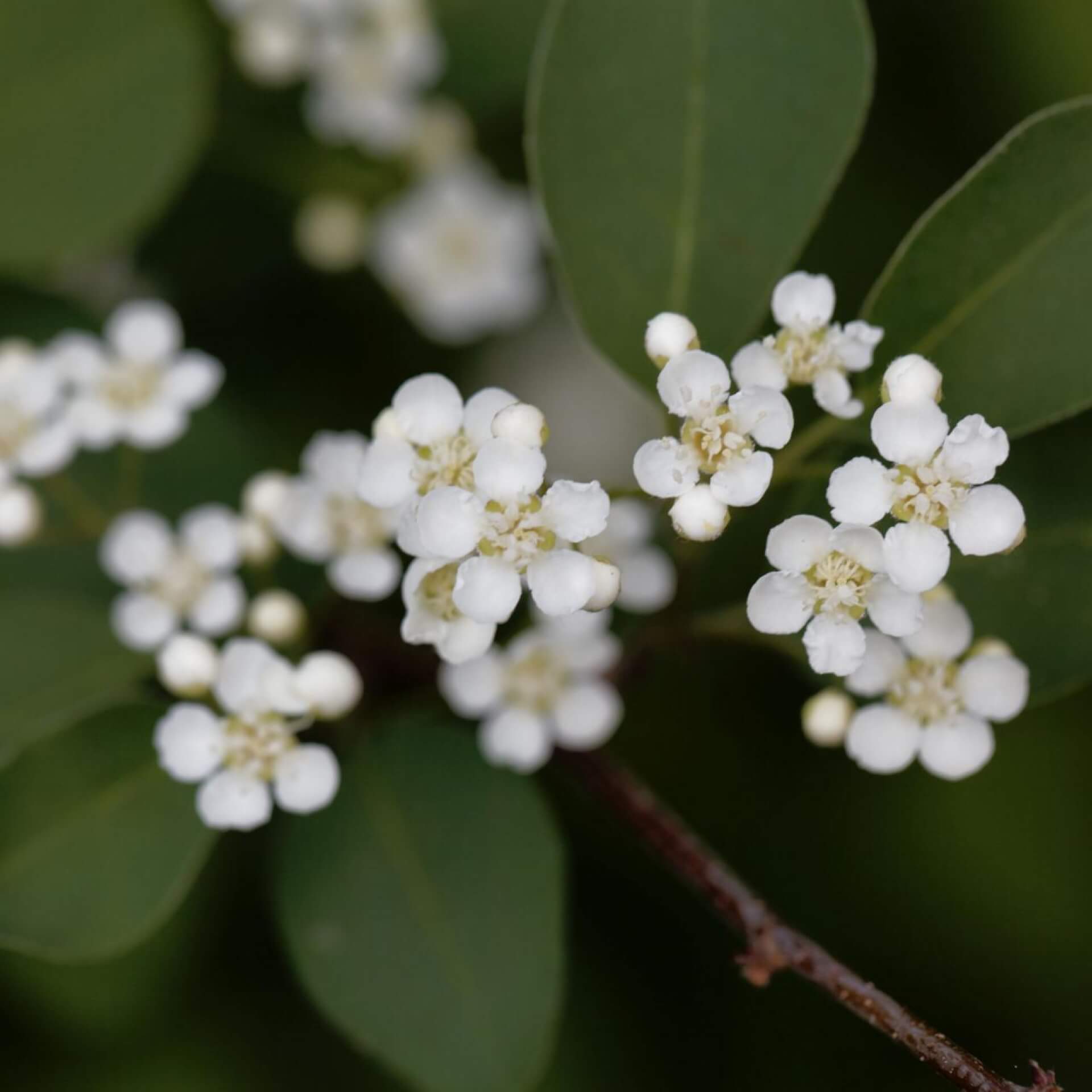 Vielblütige Zwergmispel (Cotoneaster multiflorus)