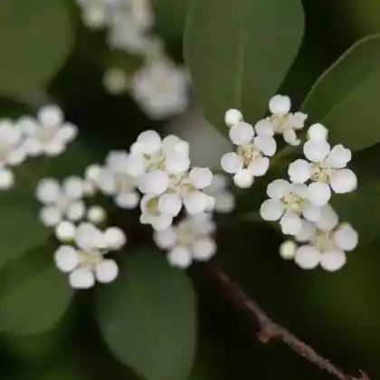 Foto von Vielblütige Zwergmispel (Cotoneaster multiflorus)