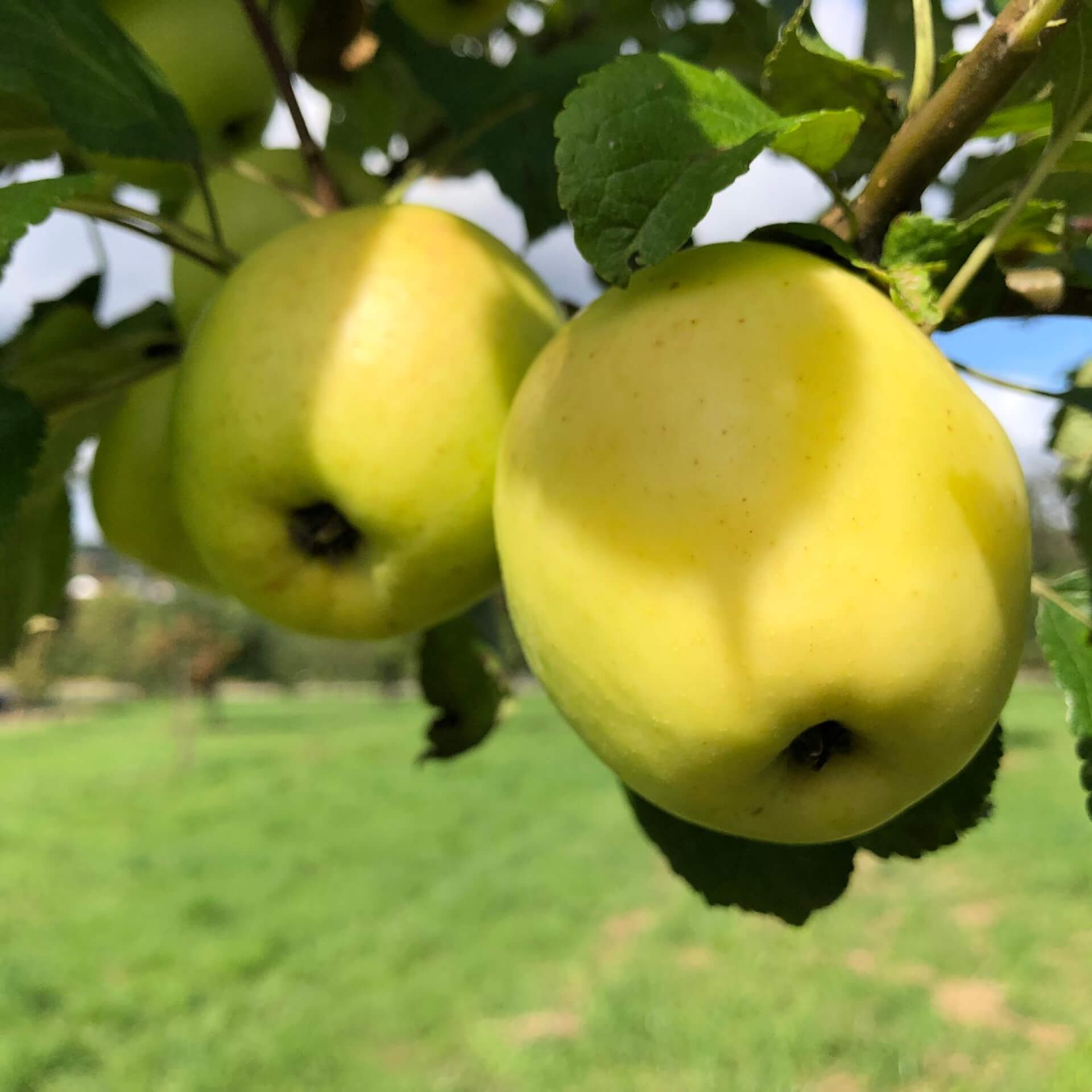 Apfel 'Vaterapfel' (Malus 'Vaterapfel')
