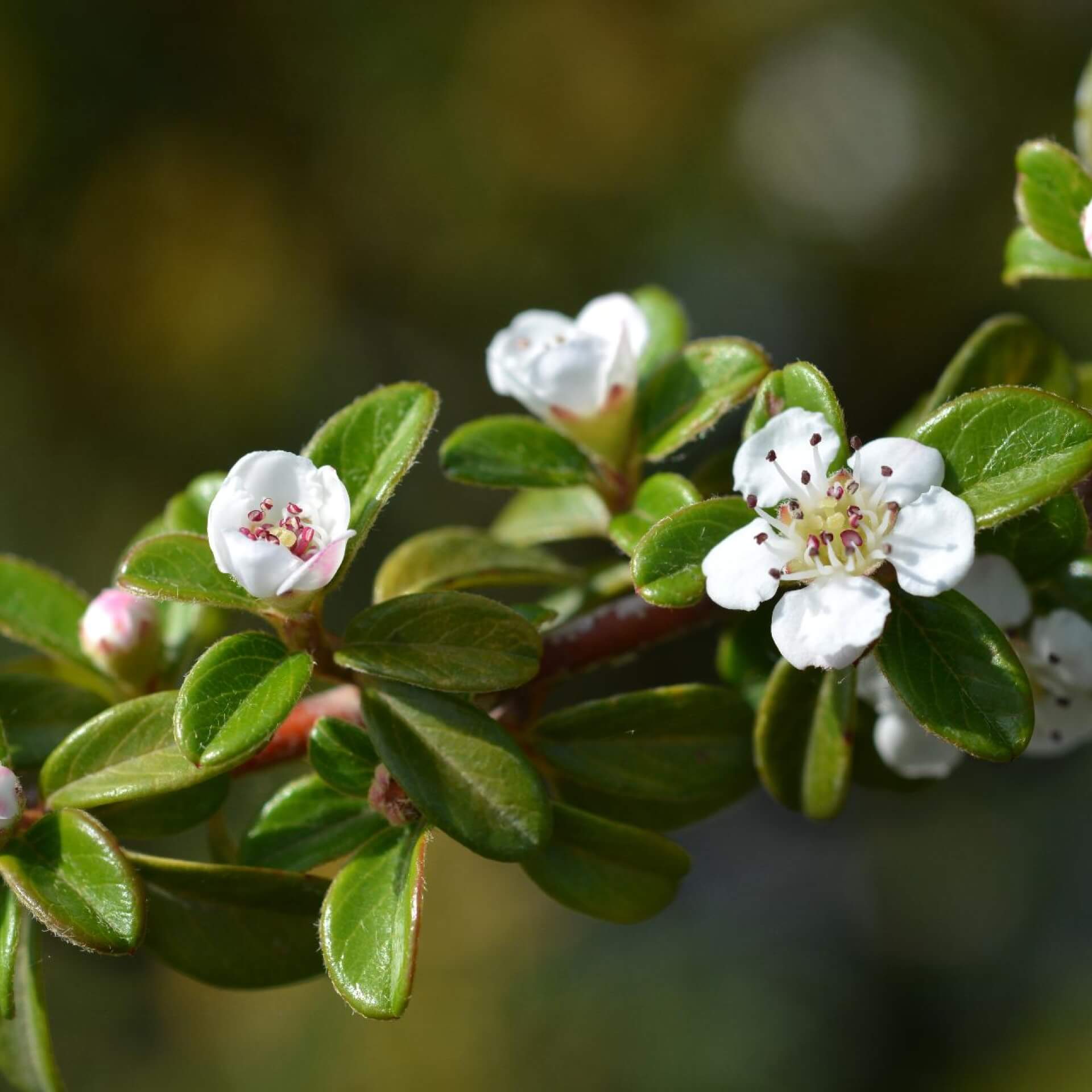 Schwedische Zwergmispel (Cotoneaster x suecicus)