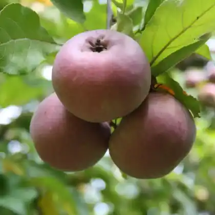 Foto von Apfel 'Weirouge' (Malus 'Weirouge')