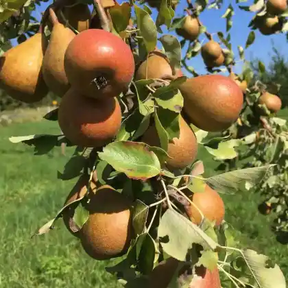 Foto von Birne 'Gieser-Wildeman-Birne' (Pyrus communis 'Gieser-Wildeman-Birne')