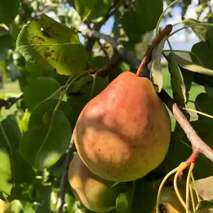 Foto von Birne 'Auringer Winterbirne' (Pyrus communis 'Auringer Winterbirne')