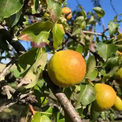Foto von Birne 'Kerwebirn' (Pyrus communis 'Kerwebirn')