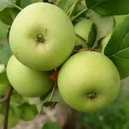 Foto von Apfel 'Gelber Trierer Weinapfel' (Malus 'Gelber Trierer Weinapfel')