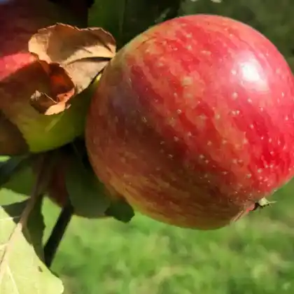 Foto von Apfel 'Ruhm aus Kelsterbach' (Malus 'Ruhm aus Kelsterbach')