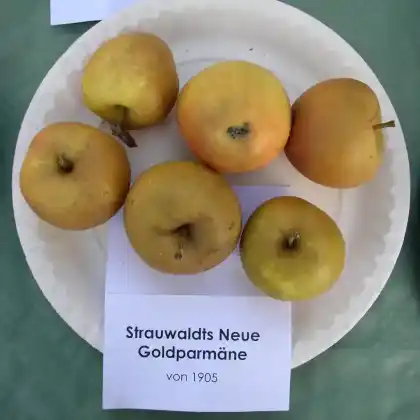 Foto von Apfel 'Strauwalds Neue Goldparmäne' (Malus 'Strauwalds Neue Goldparmäne')
