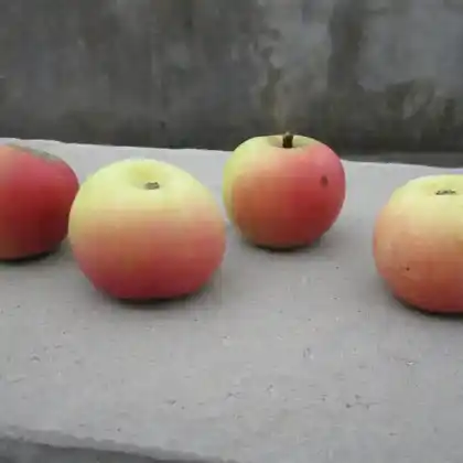 Foto von Apfel 'Hofheimer Glanzrenette' (Malus 'Hofheimer Glanzrenette')