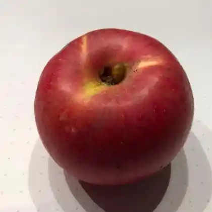 Foto von Apfel 'Odenwälder Kurzstiel' (Malus 'Odenwälder Kurzstiel')
