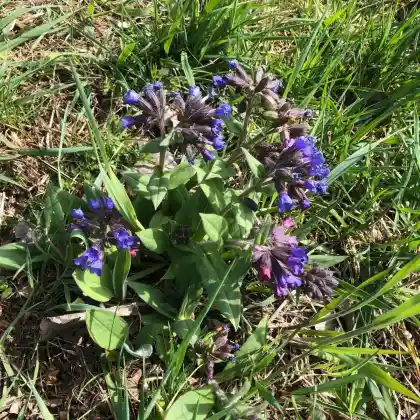 Foto von Knolliges Lungenkraut (Pulmonaria montana)