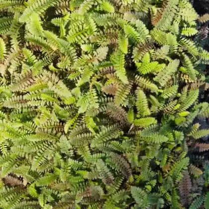 Foto von Fingerkraut Fiederteppich (Cotula potentillina)
