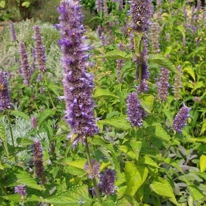 Echter Lavendel Expertenwissen für Garten & Balkon