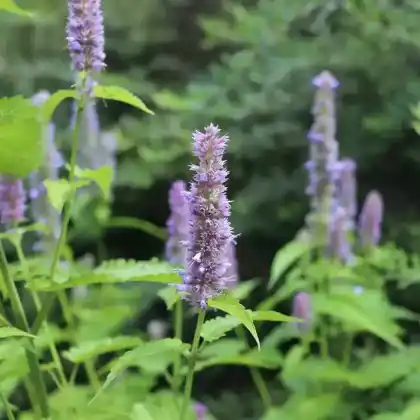 Foto von Asiatische Duftnessel (Agastache rugosa)