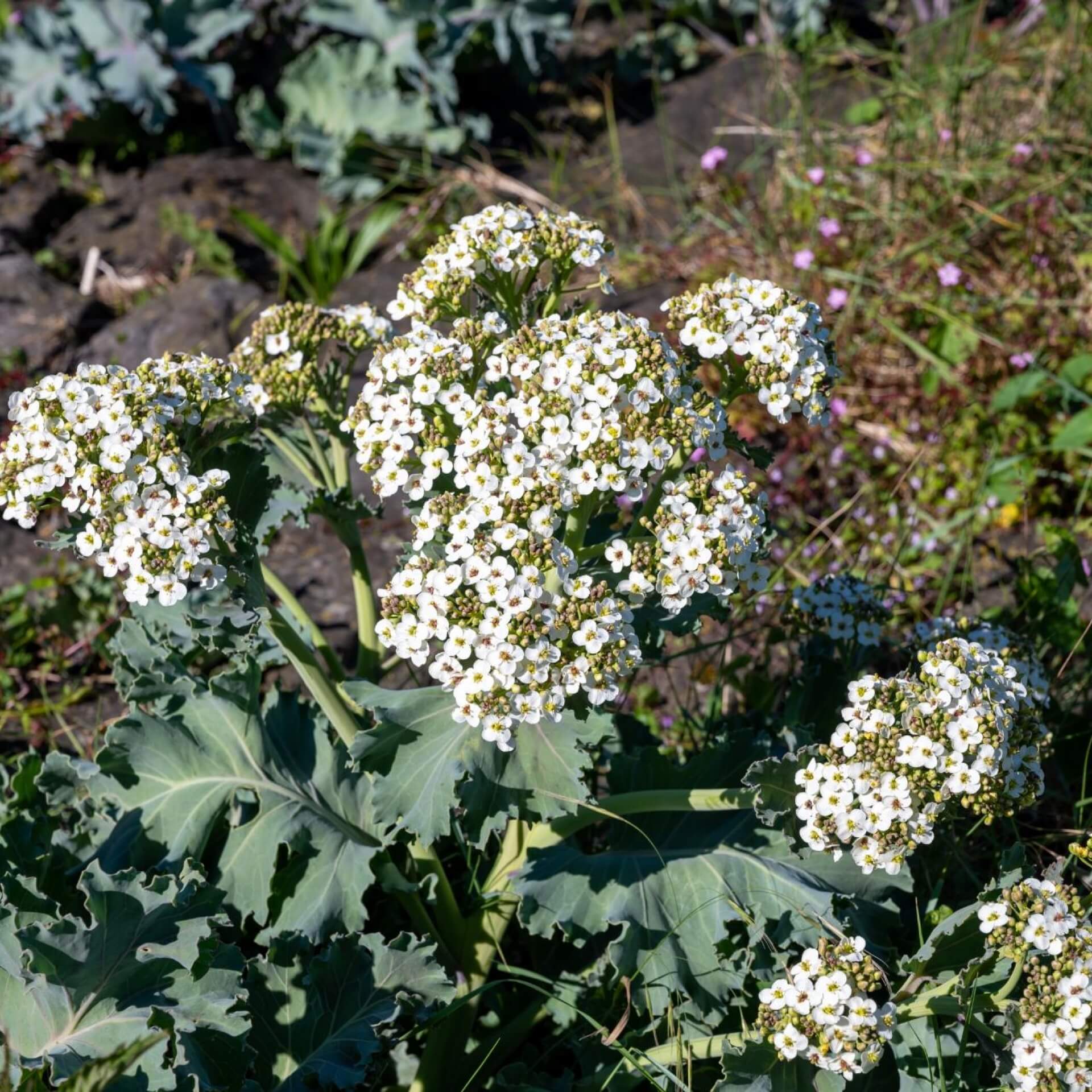 Echter Meerkohl (Crambe maritima)