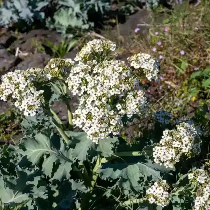 Foto von Echter Meerkohl (Crambe maritima)