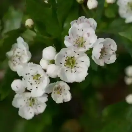 Foto von Azaroldorn (Crataegus azarolus)