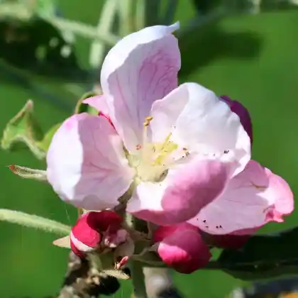Foto von Apfel 'Bischofsmütze' (Malus 'Bischofsmütze')