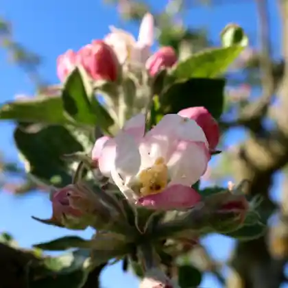 Foto von Malus 'Genereuse de Vitry' (Malus 'Genereuse de Vitry')