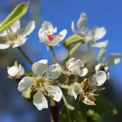 Foto von Birne 'Hainchesbirne' (Pyrus communis 'Hainchesbirne')