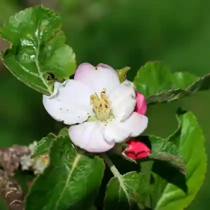 Foto von Apfel 'Rambacher Rosenapfel' (Malus 'Rambacher Rosenapfel')