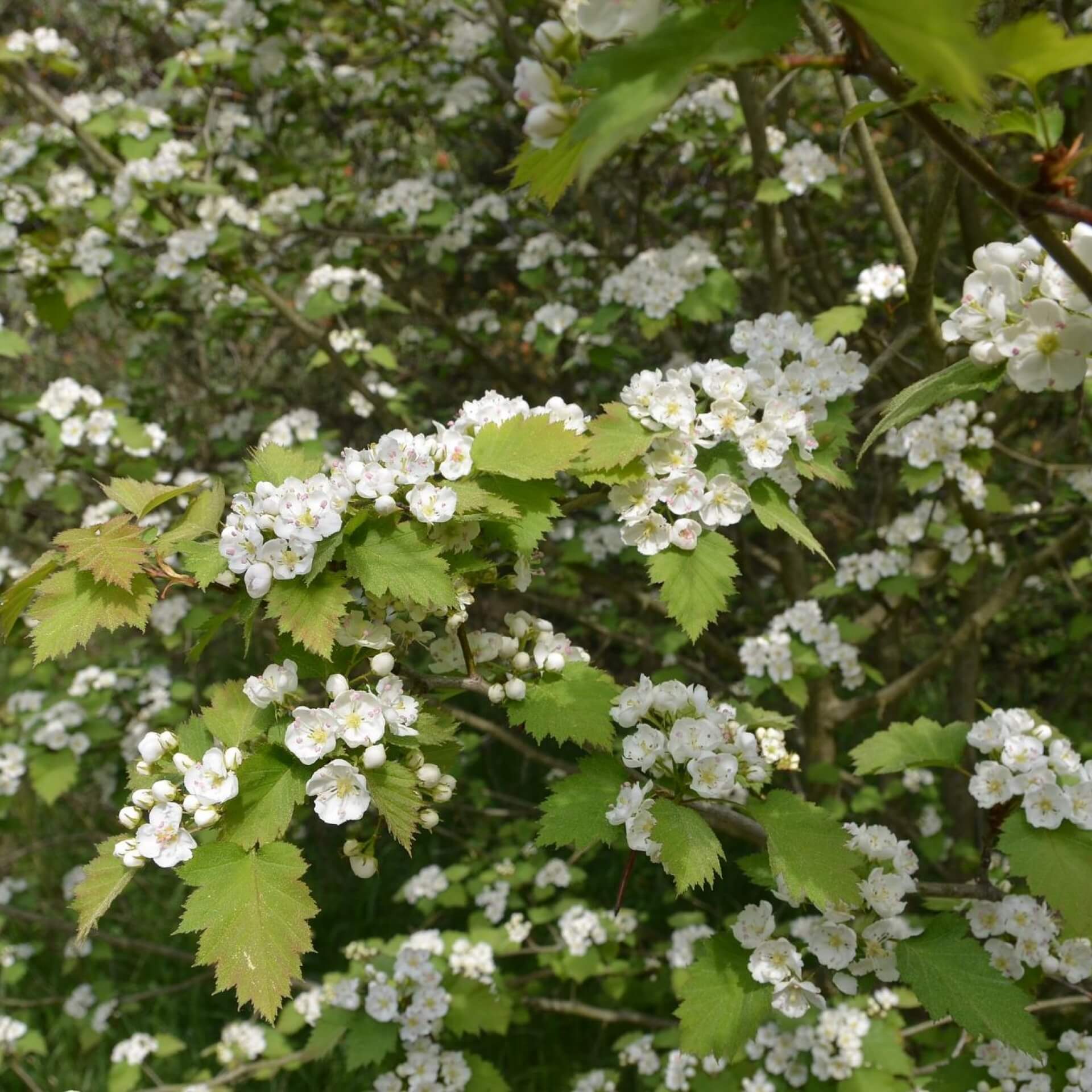 Scharlachdorn (Crataegus coccinea)