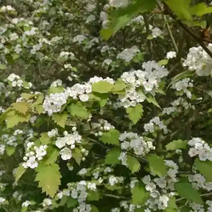 Foto von Scharlachdorn (Crataegus coccinea)