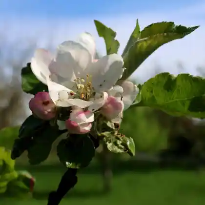 Foto von Apfel ‘Spitzrabau’ (Malus ‘Spitzrabau’)