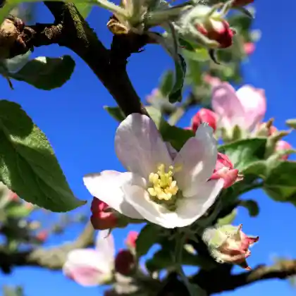 Foto von Apfel 'Weiße Kanadarenette' (Malus 'Weiße Kanadarenette')
