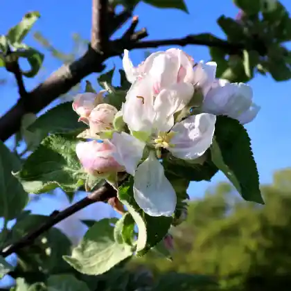 Foto von Apfel 'Wildsächser Pfundapfel' (Malus 'Wildsächser Pfundapfel')