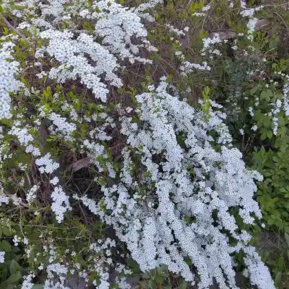 Foto von Hartheu-Spierstrauch (Spiraea hypericifolia)