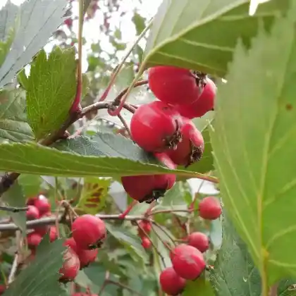 Foto von Hahnendorn (Crataegus crus-galli)